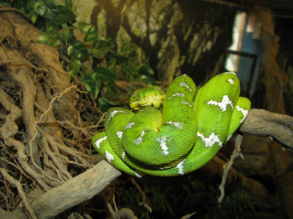 Terrarium, Emerald Tree Boa
