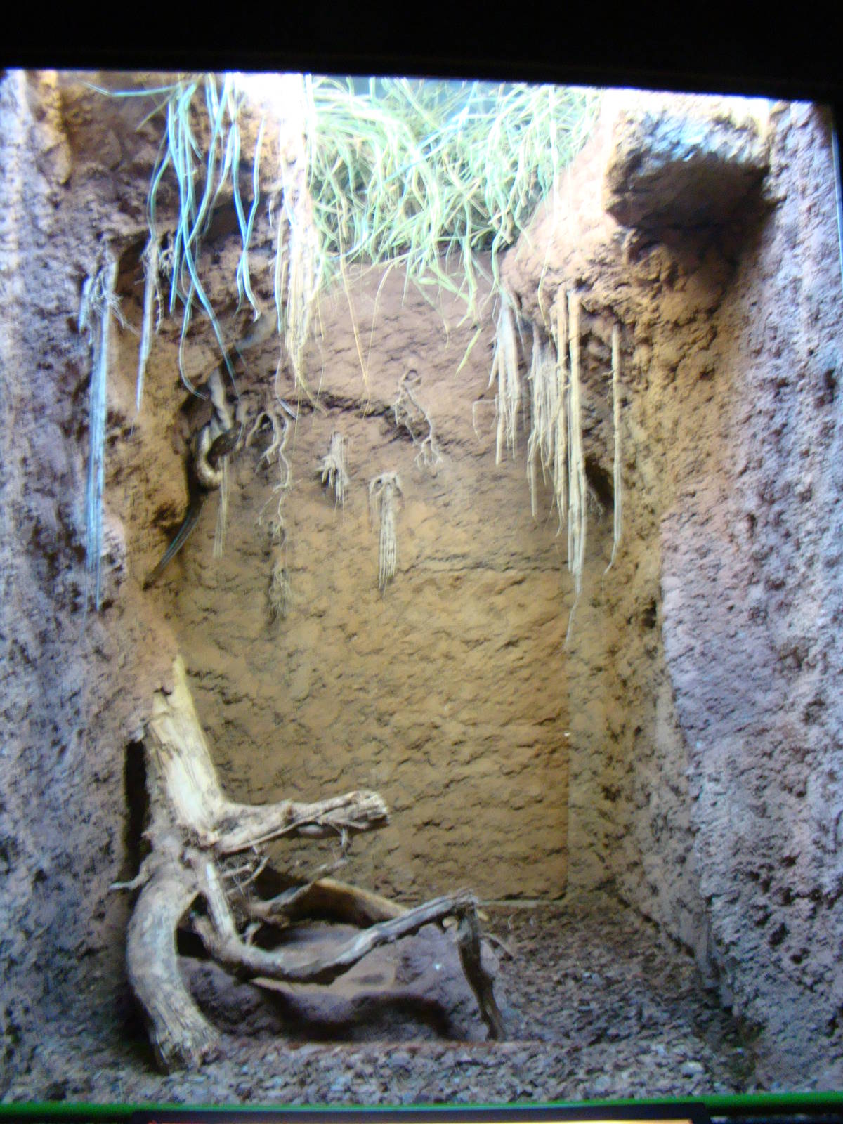 Terrarium Epicrates crassus