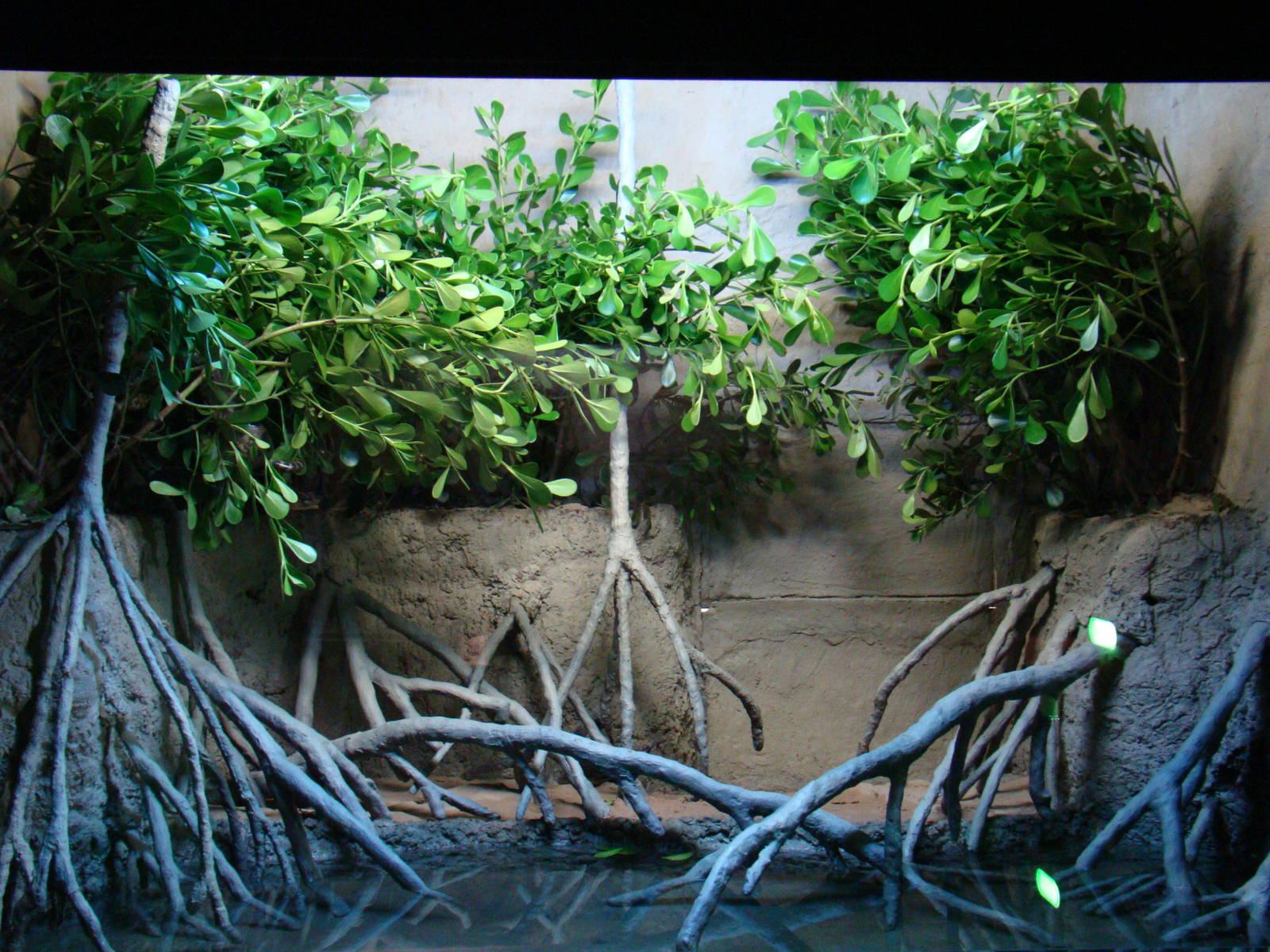 Terrarium Eunectes murinus