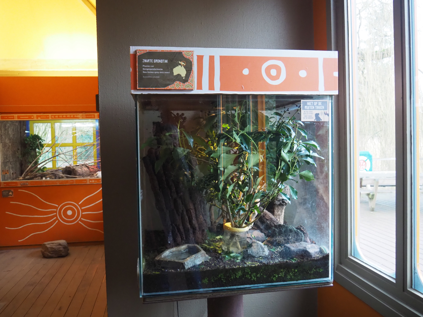 Terrarium Eurycantha calcarata, 2020-01-11