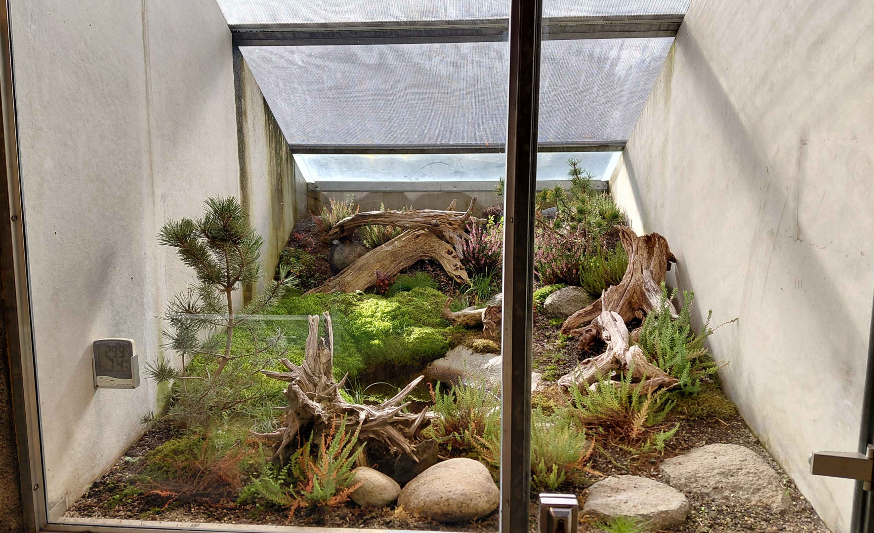 Terrarium - fire-bellied toad + lizard exhibit