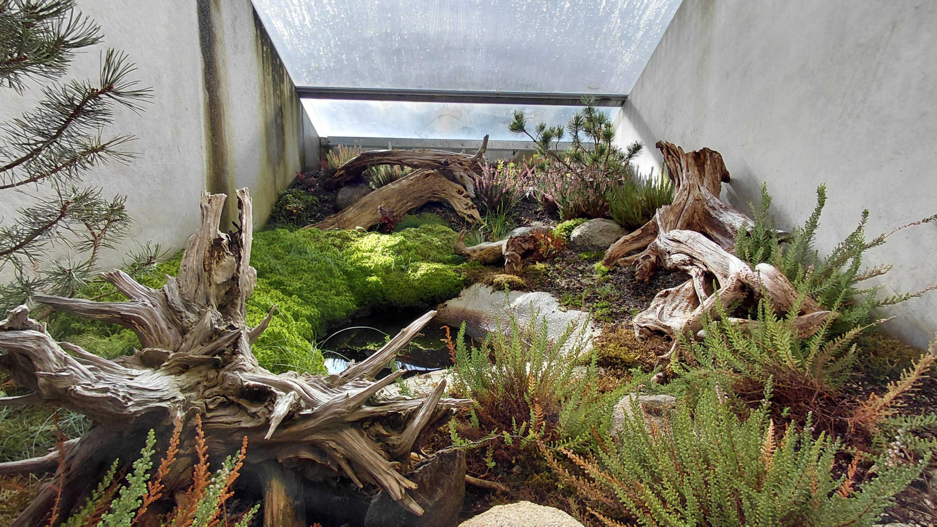 Terrarium - fire-bellied toad + lizard exhibit