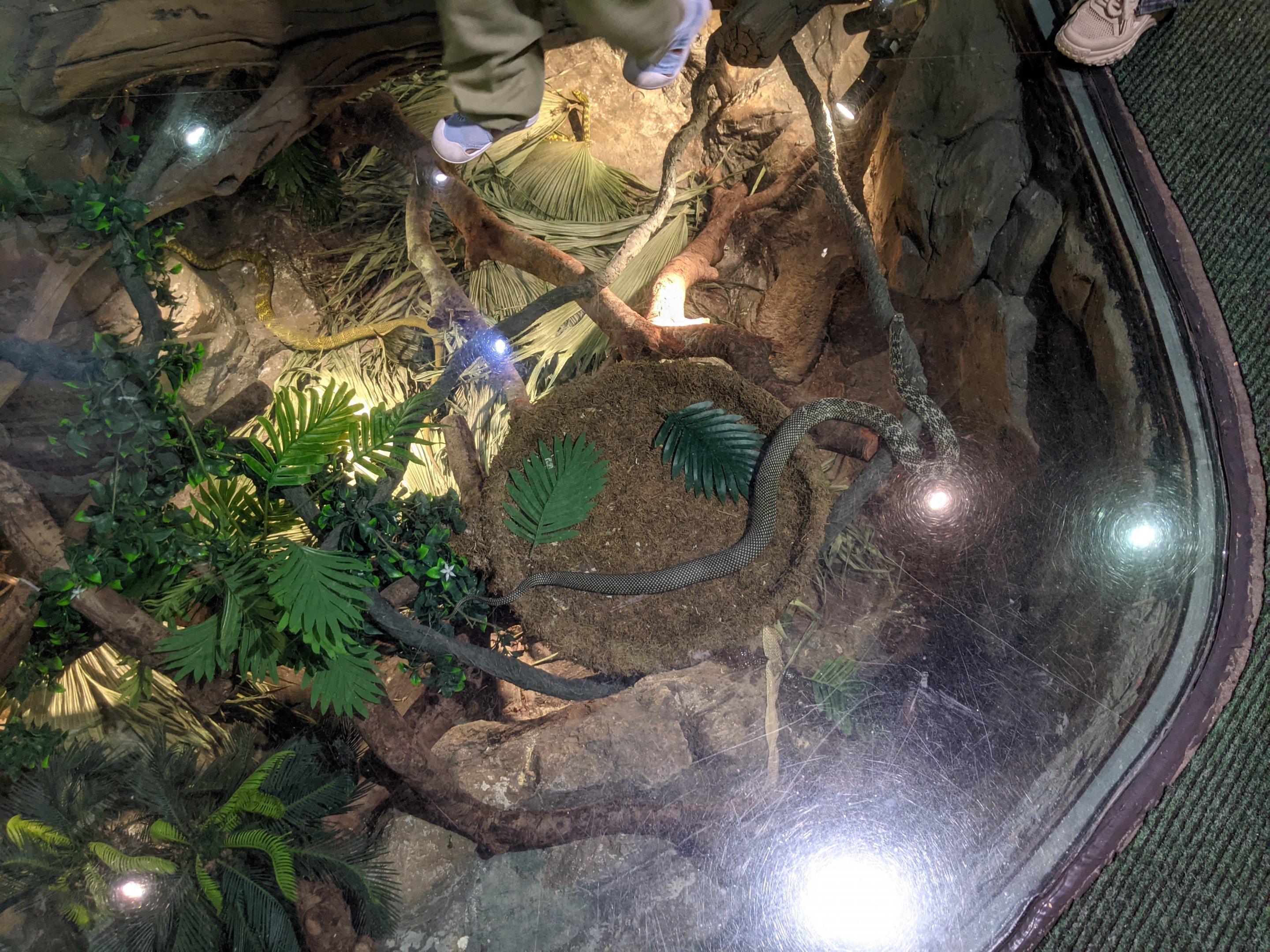 Terrarium for Amur Rat Snakes (Elaphe schrenckii)