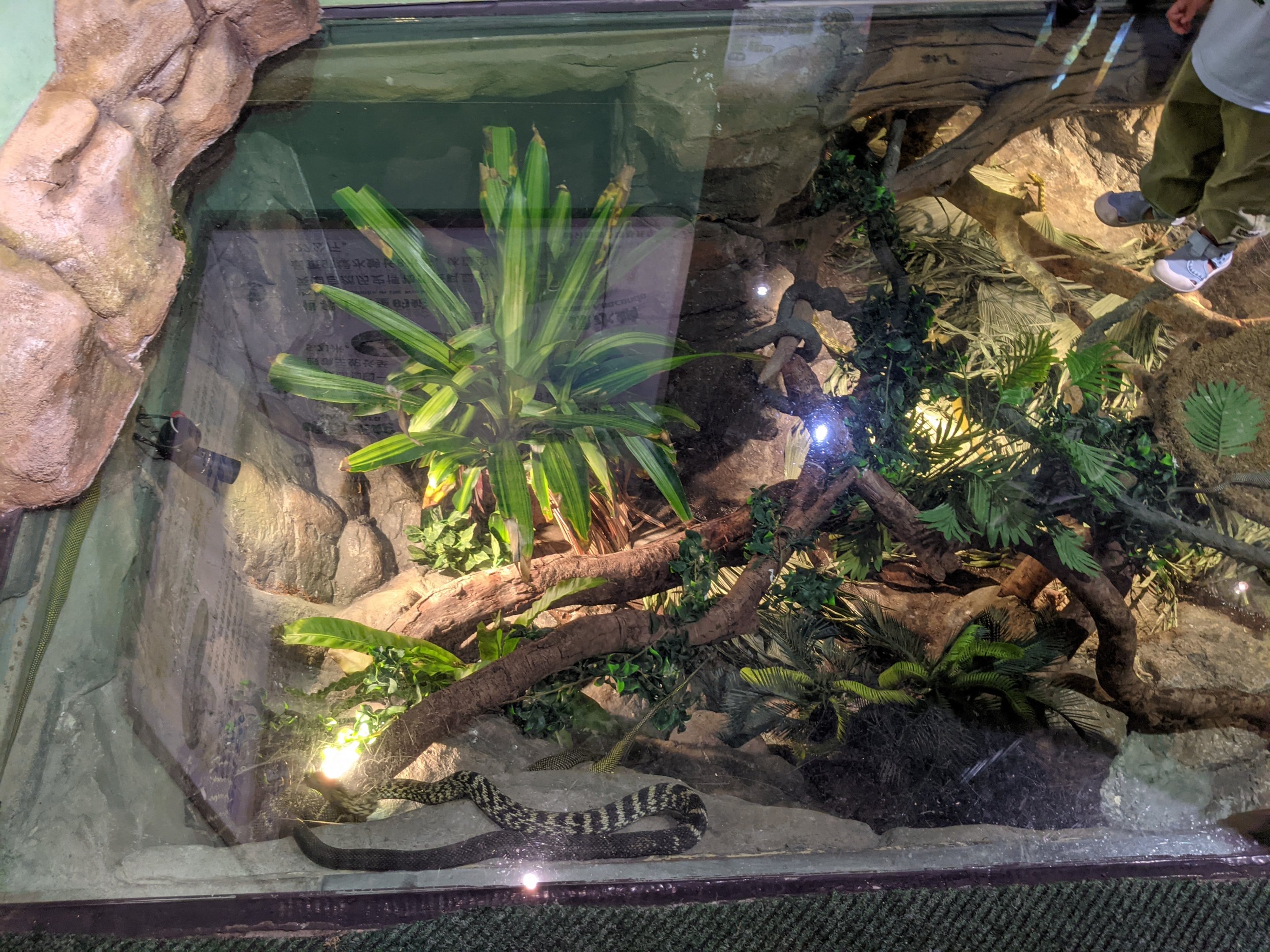 Terrarium for Amur Rat Snakes (Elaphe schrenckii)