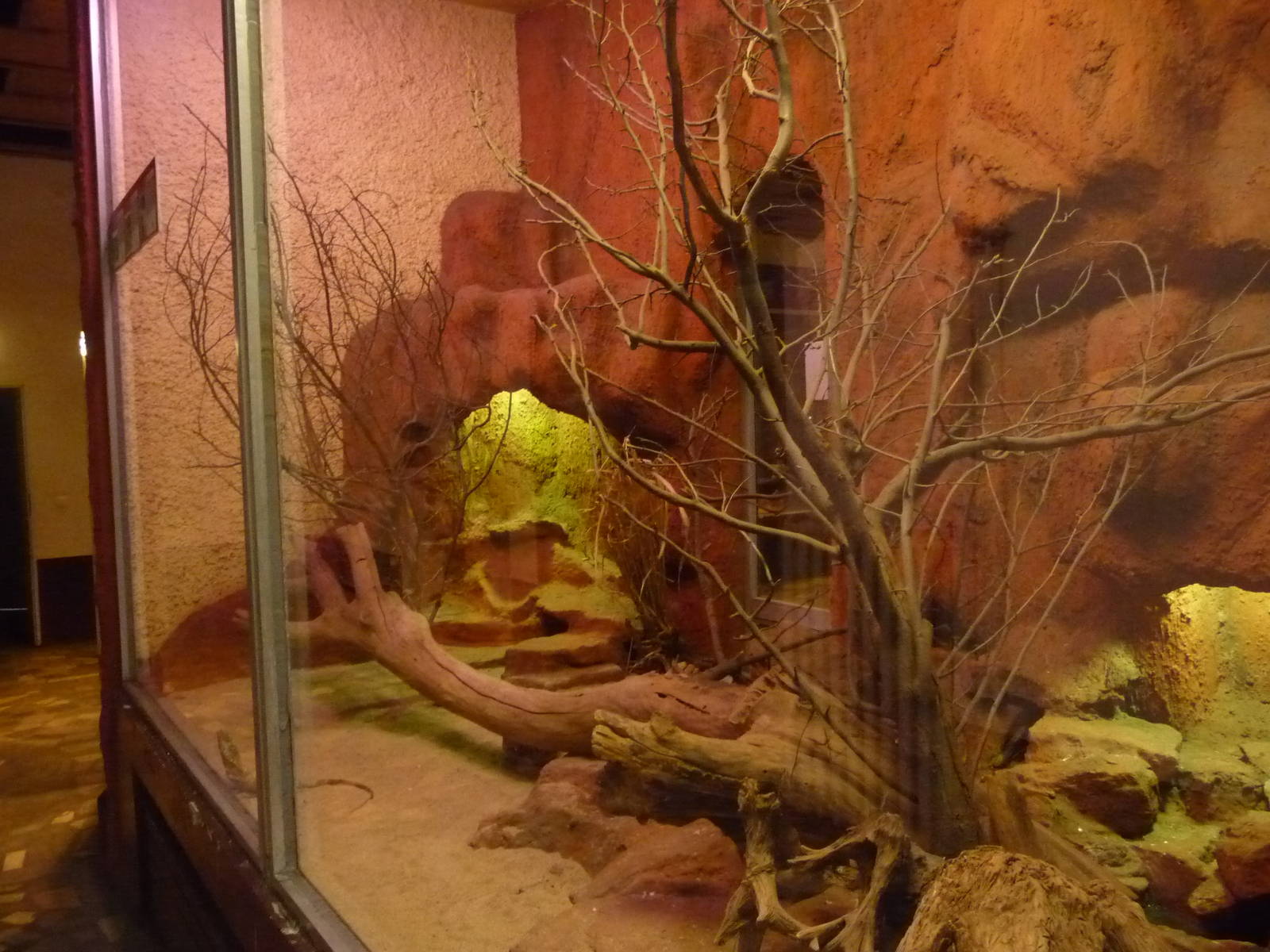 Terrarium for Australian lizards