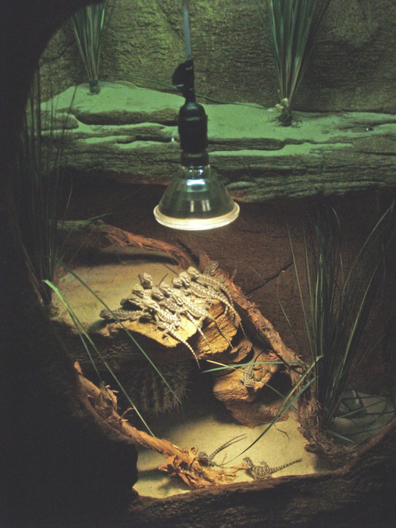 Terrarium for baby Central bearded dragons, 2009-04-14