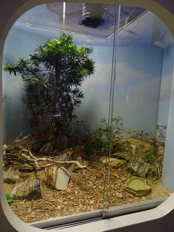 Terrarium for banded rock rattlesnake
