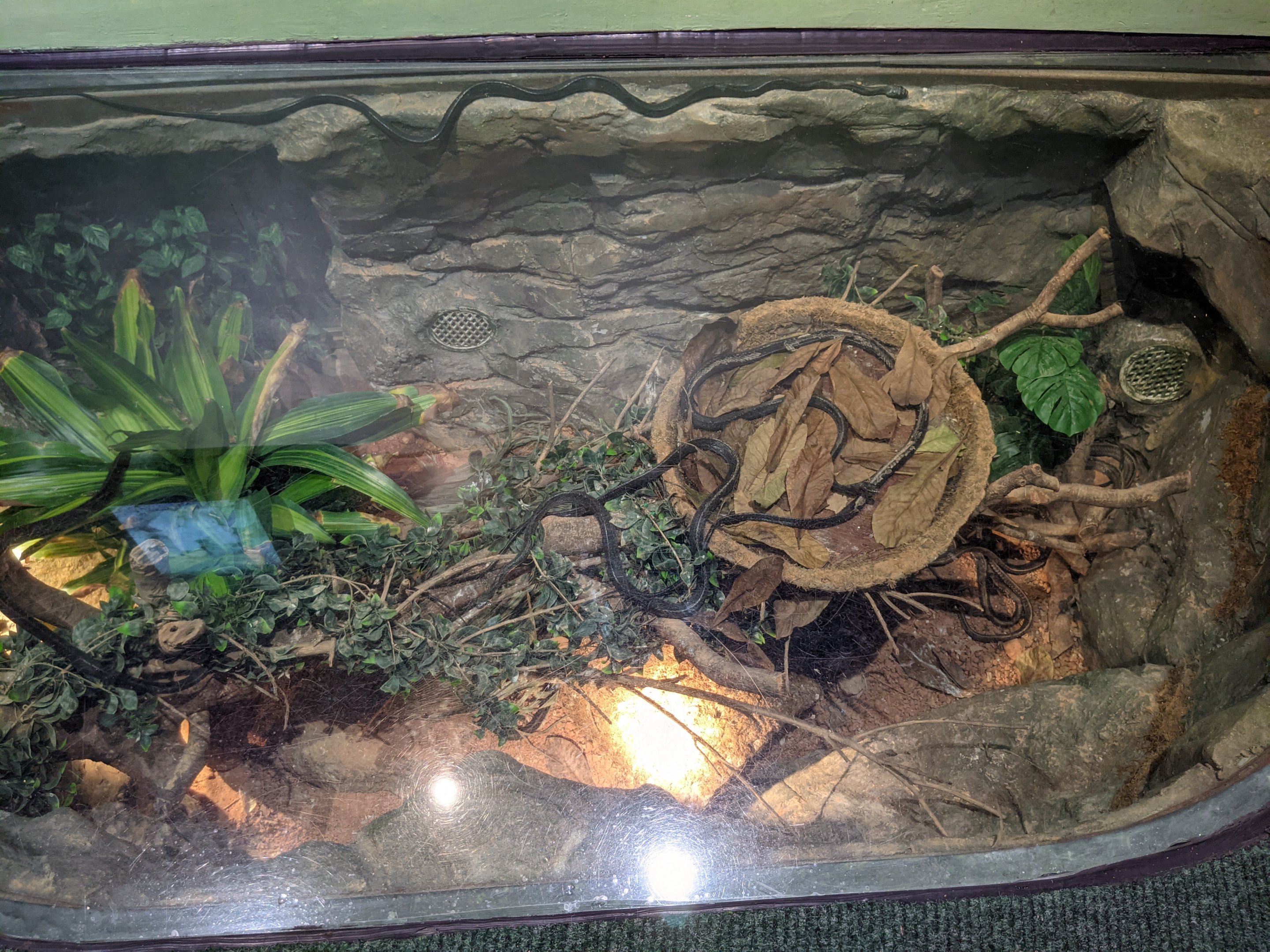 Terrarium for Black-striped Rat Snakes (Ptyas dhumnades)