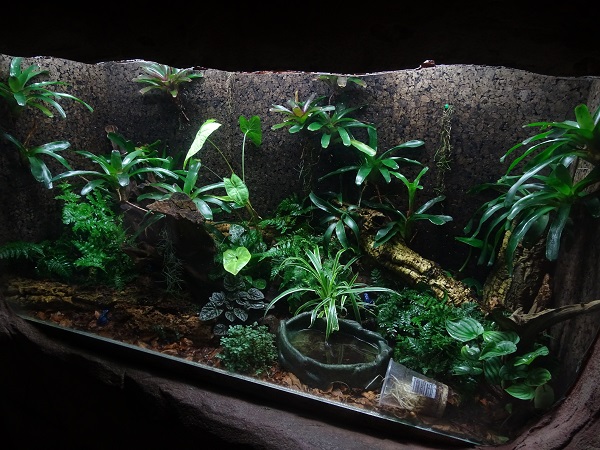 Terrarium for blue poison dart frogs