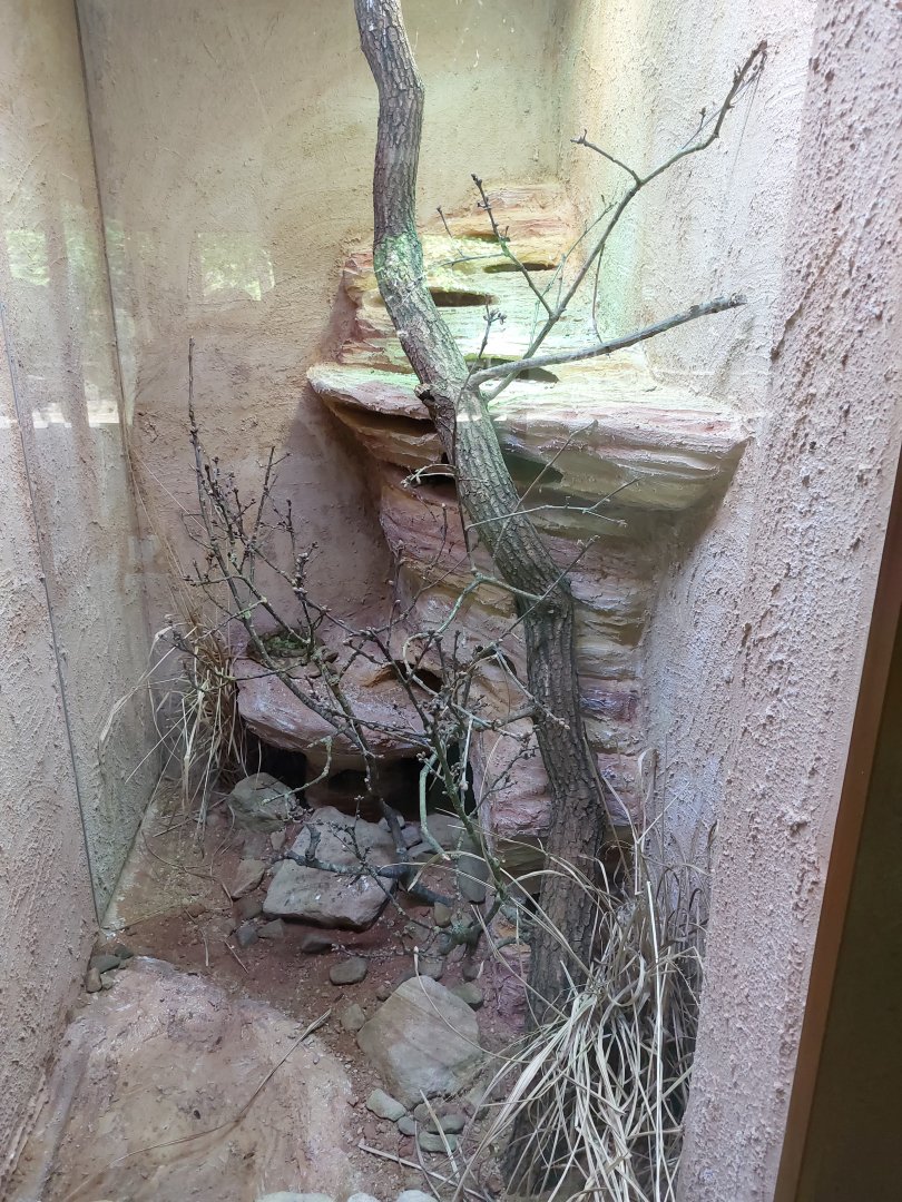 Terrarium for bluechinned roughscaled lizards (Sceloporus cyanogenys)