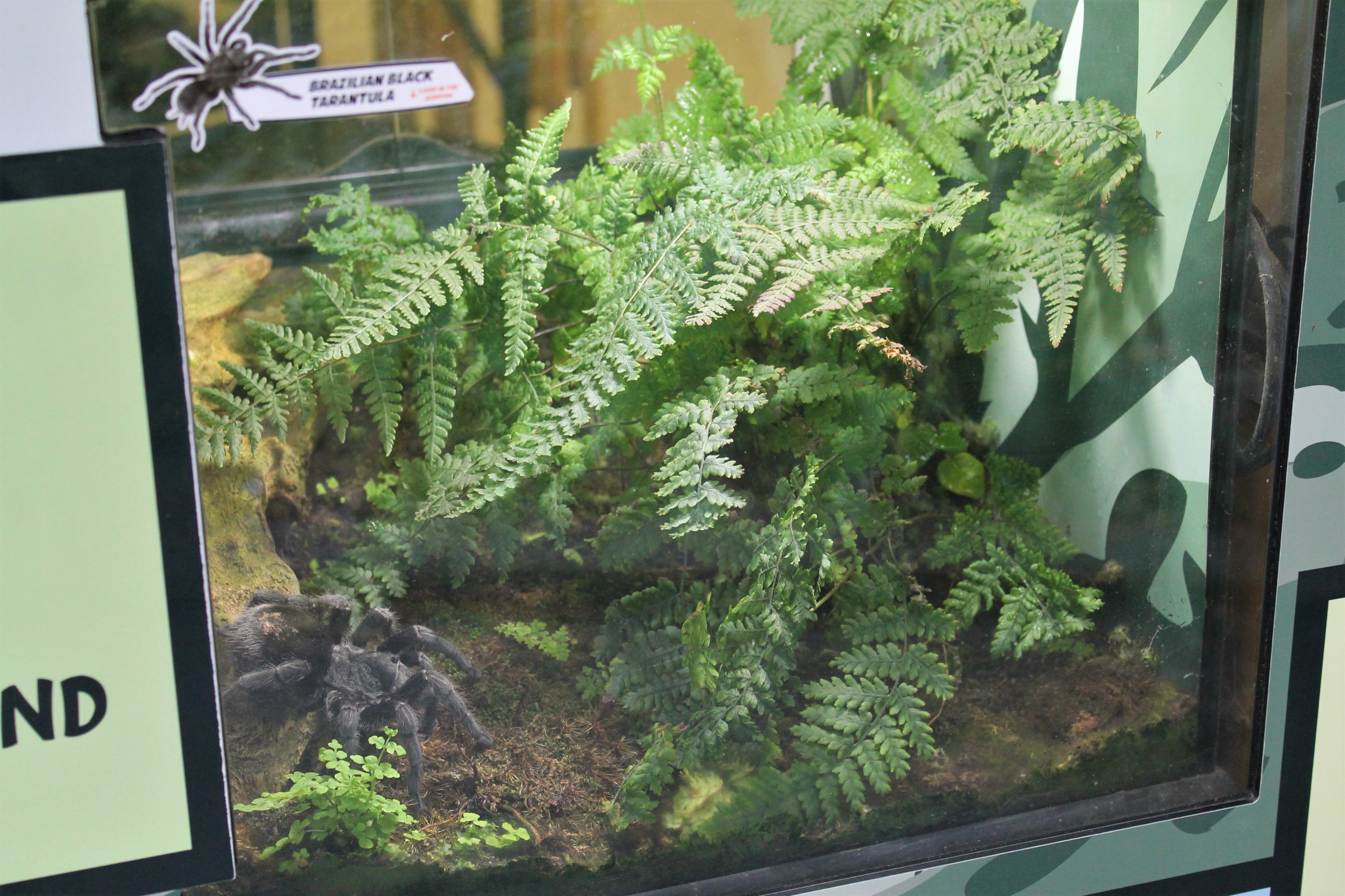 terrarium for Brazilian Black Tarantula (Grammostola pulchra)
