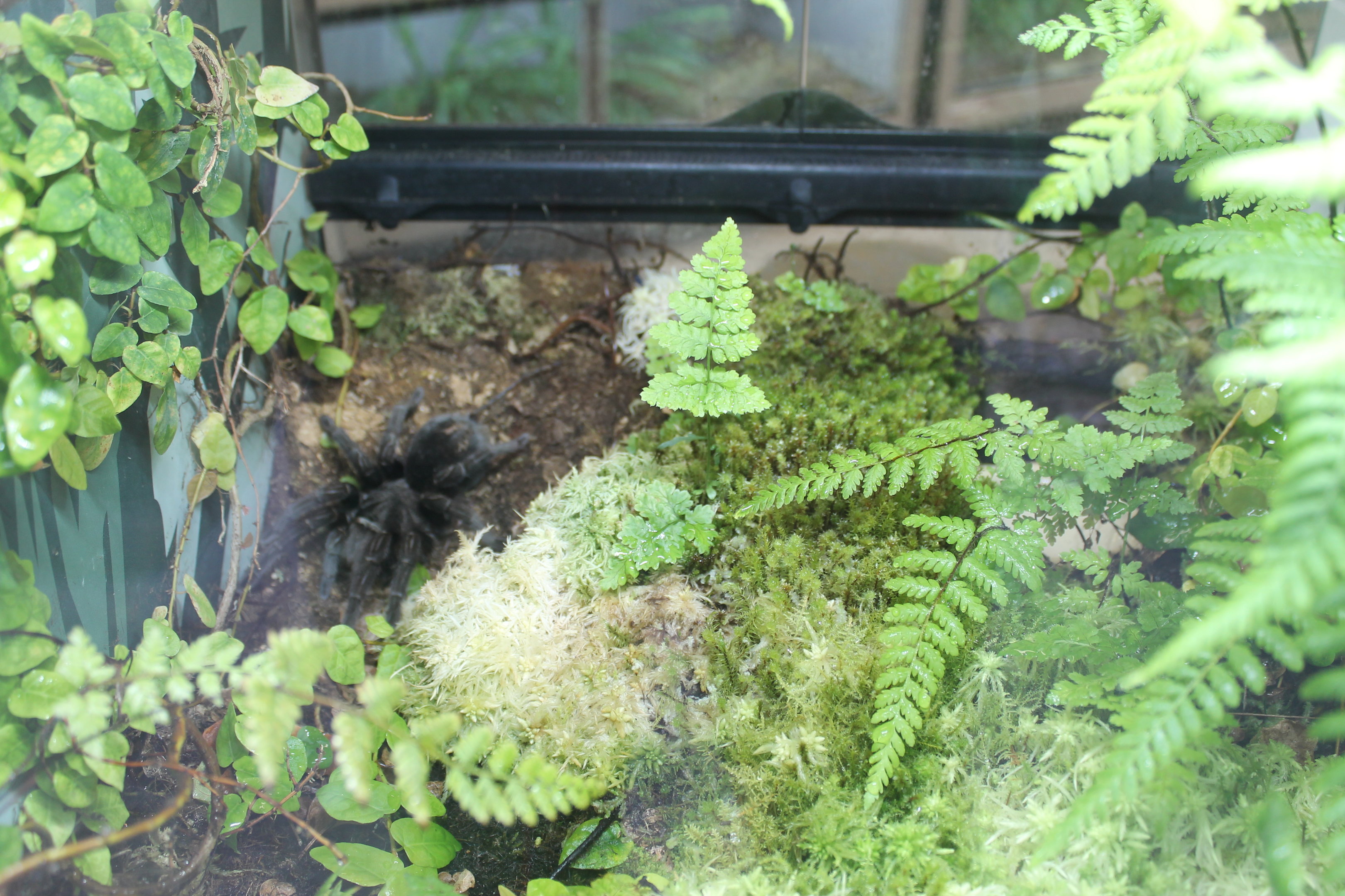 Terrarium for Brazilian Black Tarantula