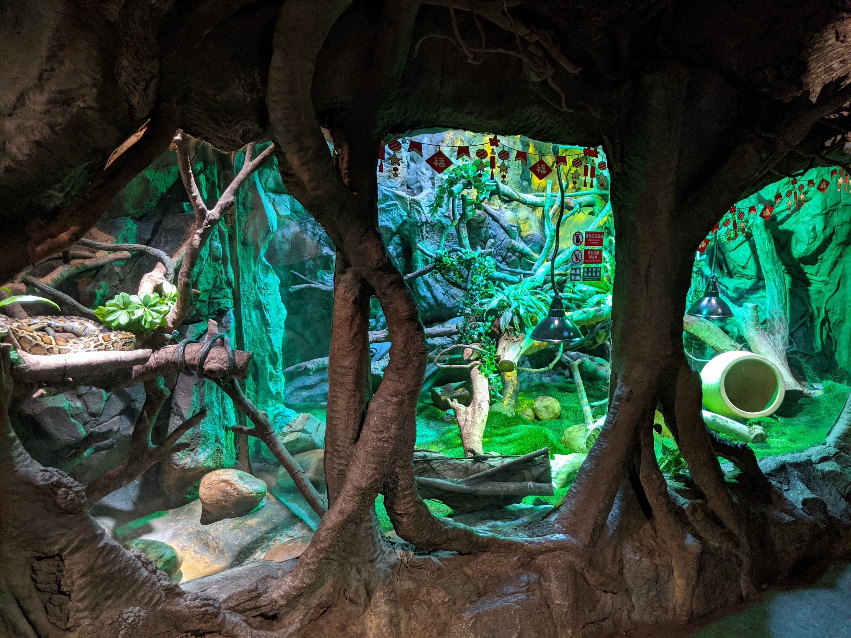 Terrarium for Burmese Python (Python molurus