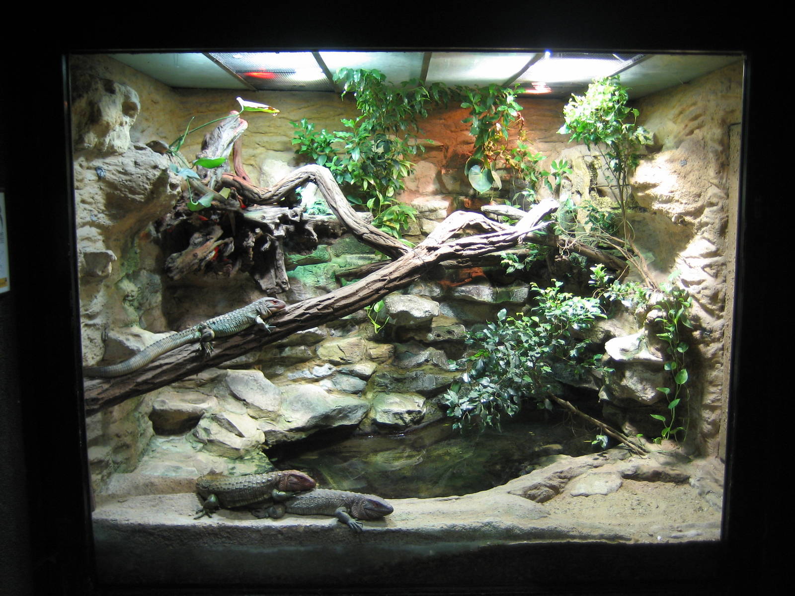 Terrarium for caiman lizards