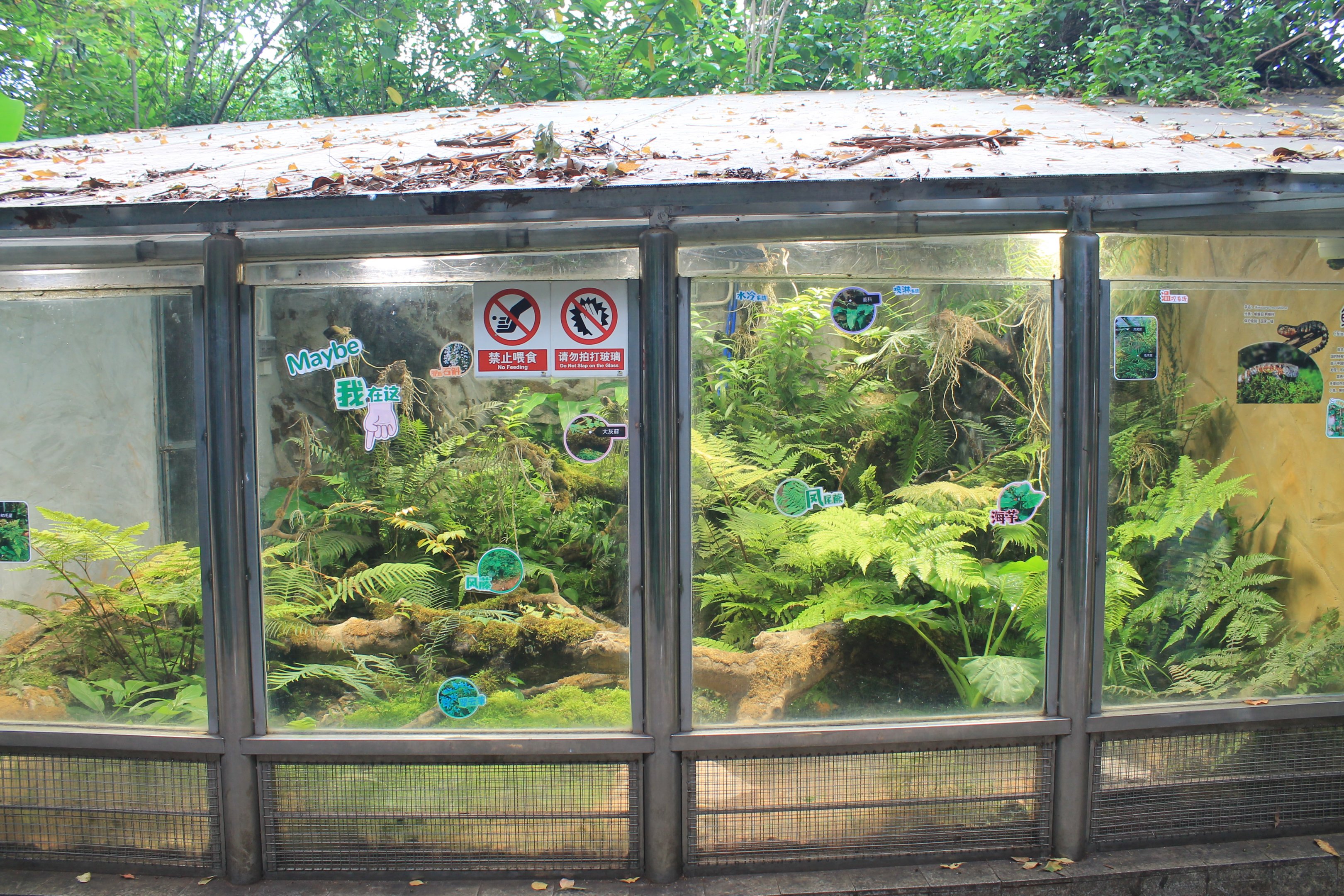 Terrarium for Chinese Crocodile Lizards (Shinisaurus crocodilus)