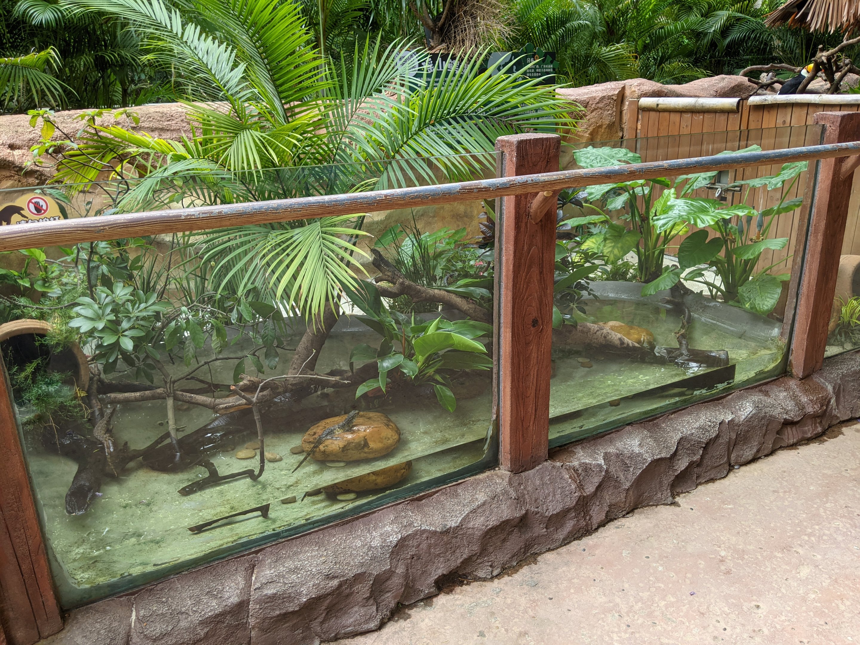 Terrarium for Chinese Crocodile Lizards (Shinisaurus crocodilus)
