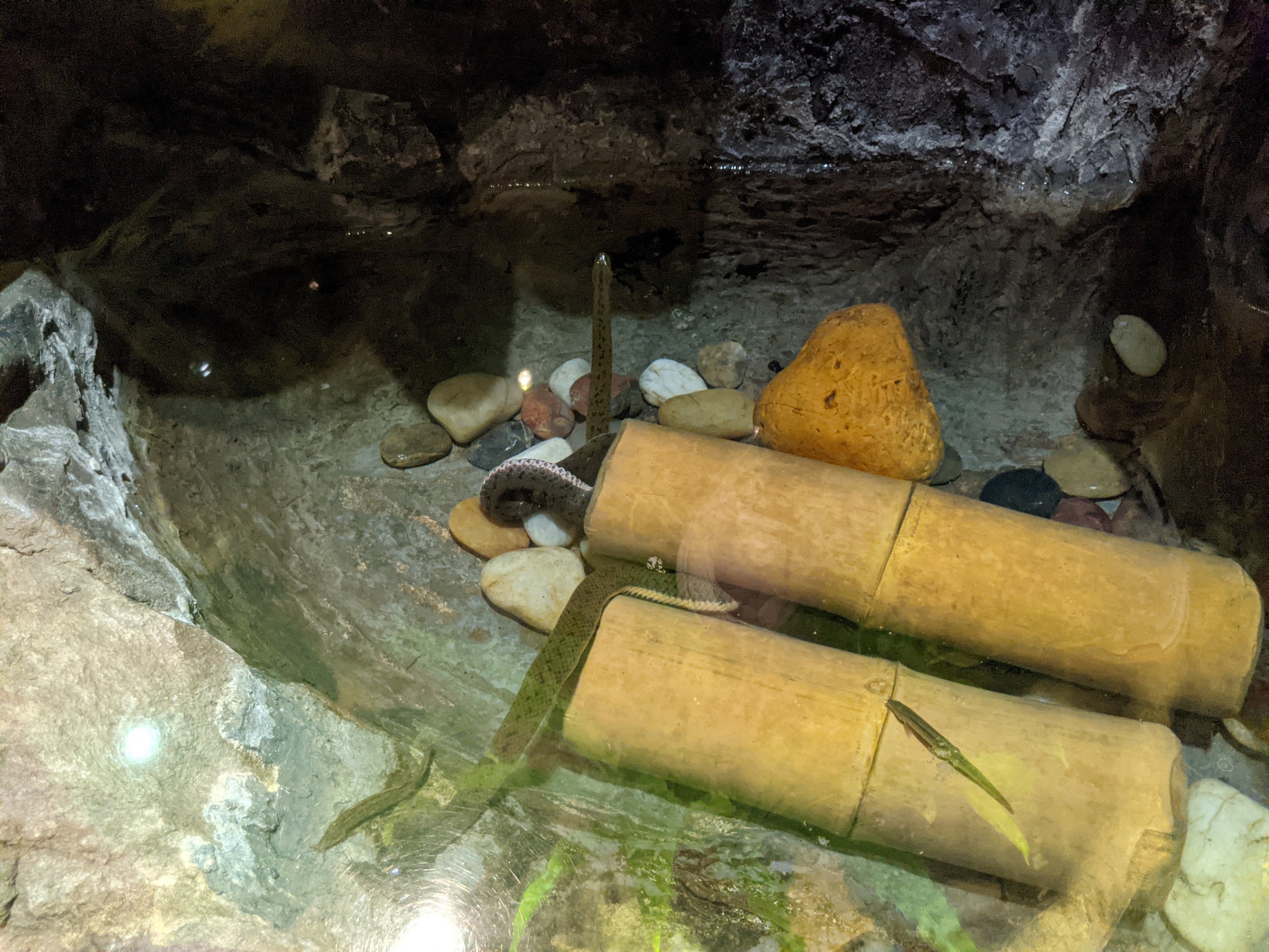 Terrarium for Chinese Mud Snakes (Myrrophis chinensis)