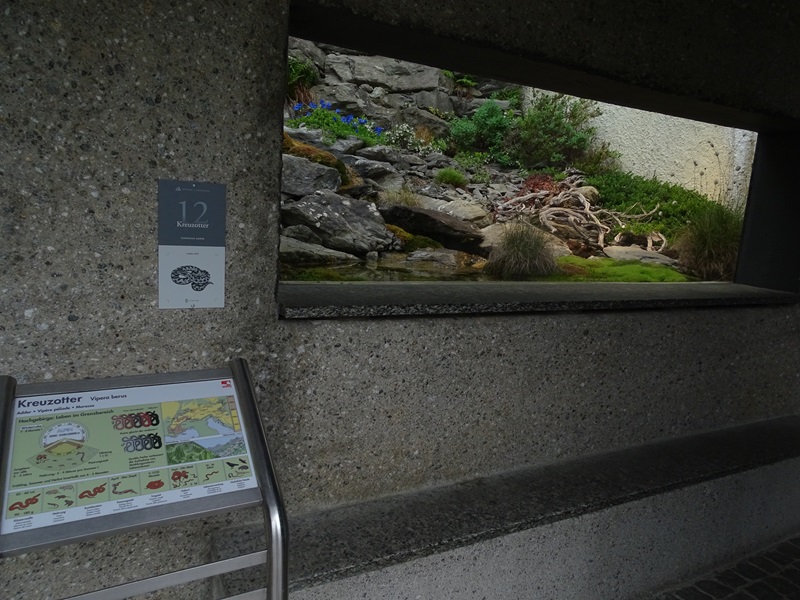 Terrarium for common adder