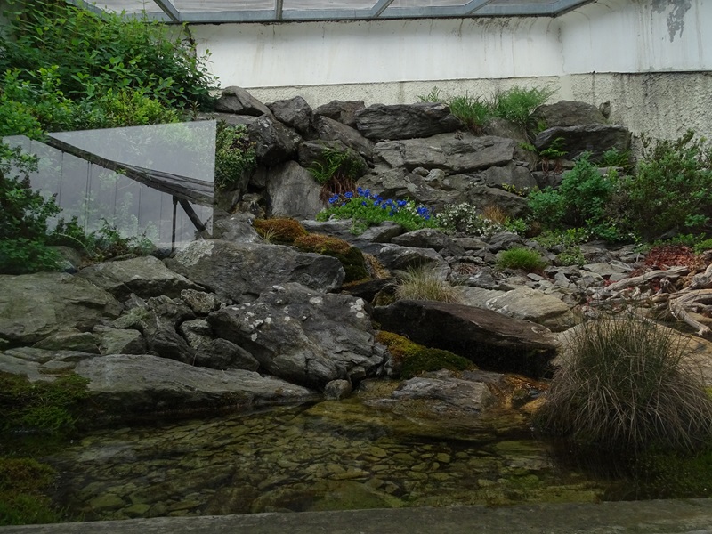 Terrarium for common adder