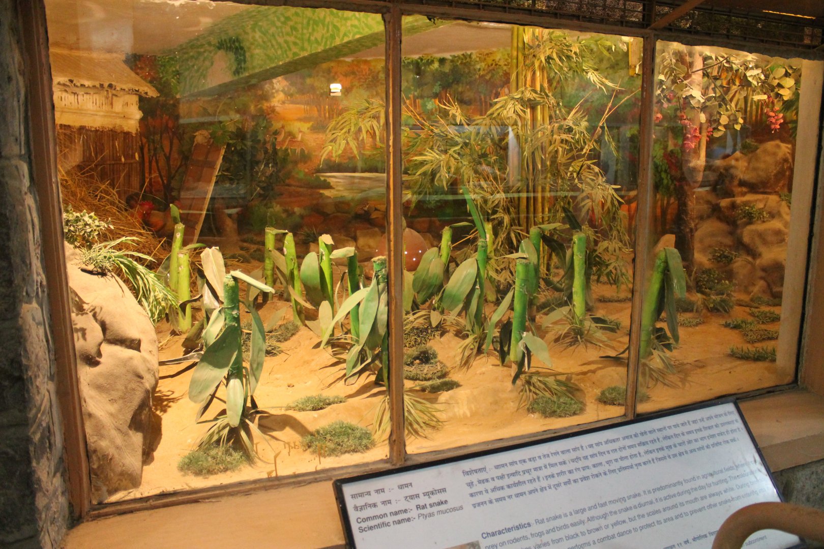 terrarium for Common Rat Snake (Ptyas muscosus)