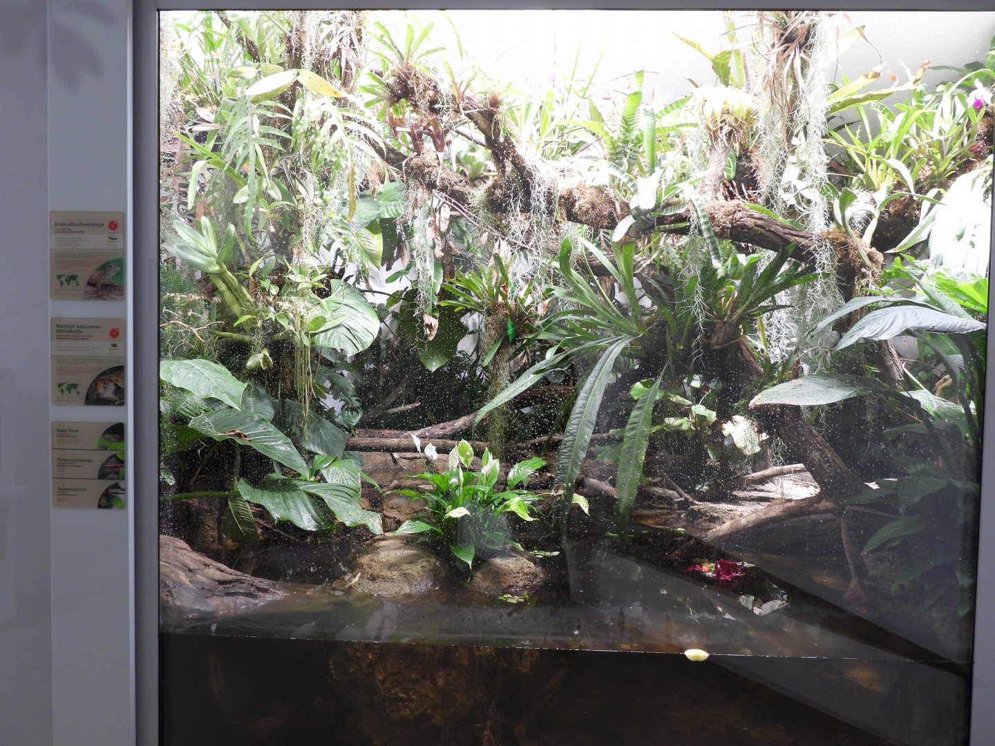 Terrarium for Crocodilurus amazonicus & Red-headed Amazon River turtle at the Artenschutz house