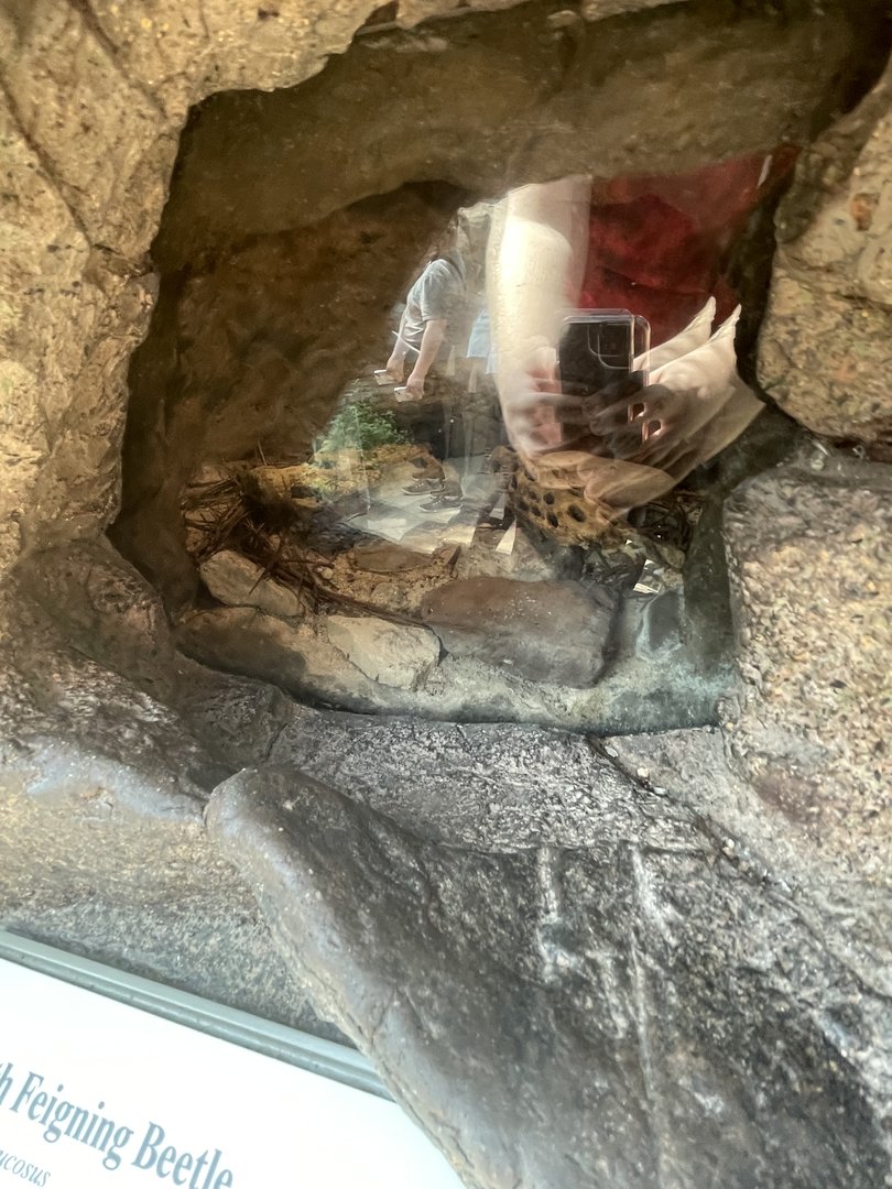 Terrarium For Death Feigning Beetles