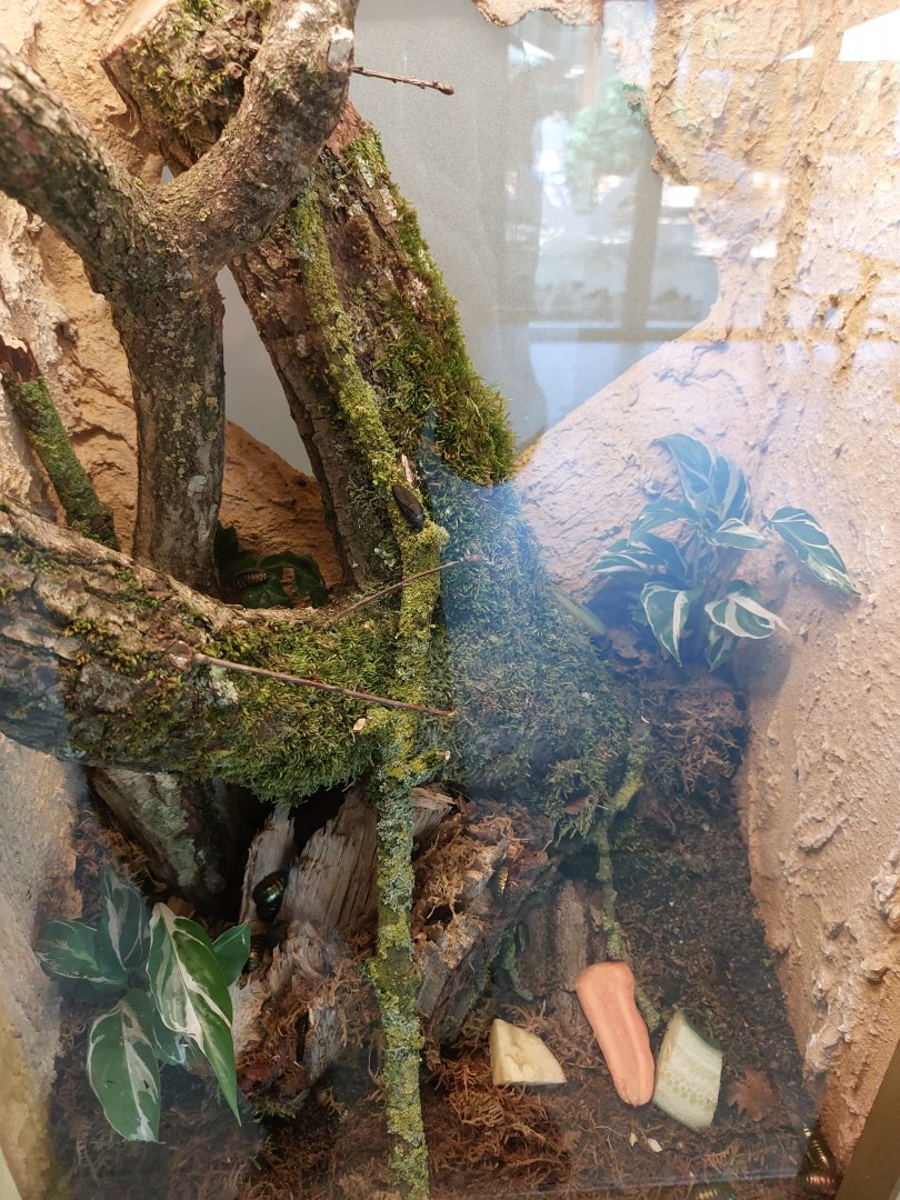 Terrarium for emerald cockroached (Corydidarum magnifica)