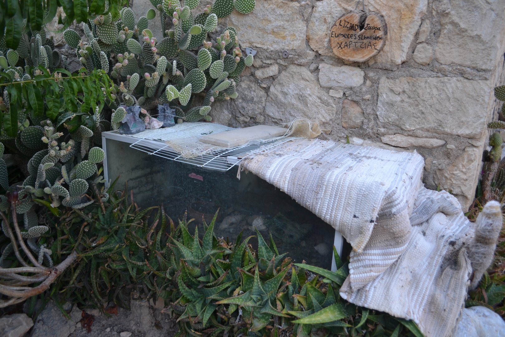 Terrarium for Eumeces schneideri