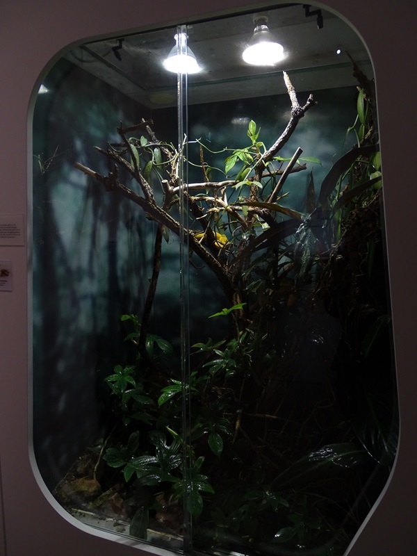 Terrarium for eyelash viper