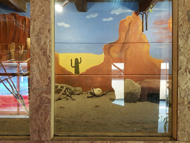 Terrarium for fennec foxes