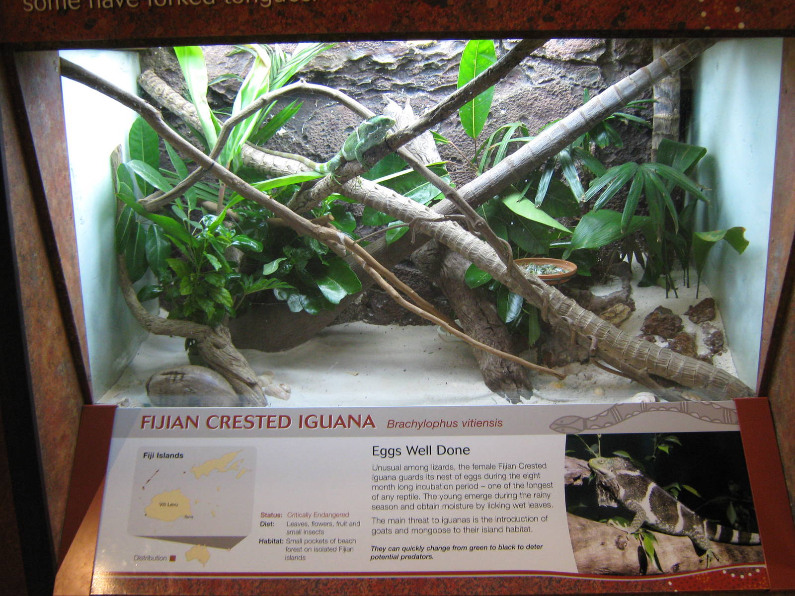 terrarium for Fijian crested iguana (Brachylophus vitiensis)