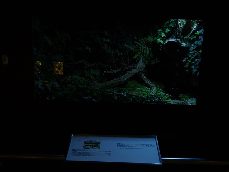 Terrarium for fire salamander