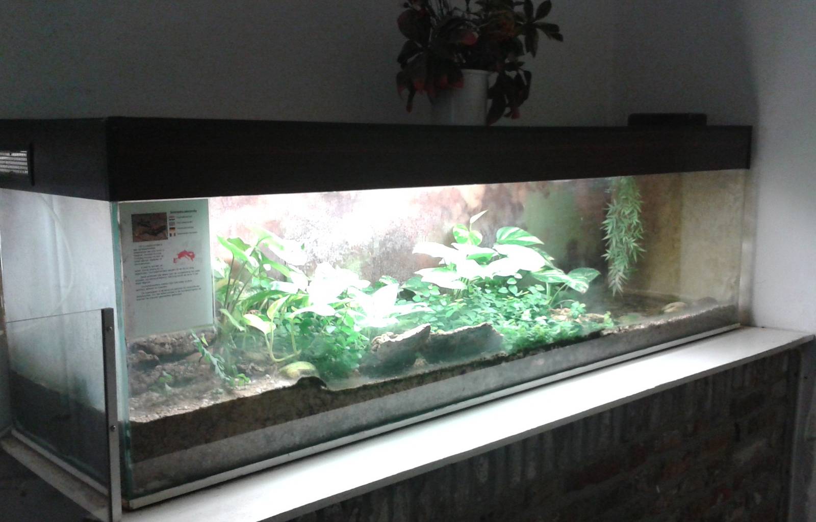 Terrarium for fire-salamanders