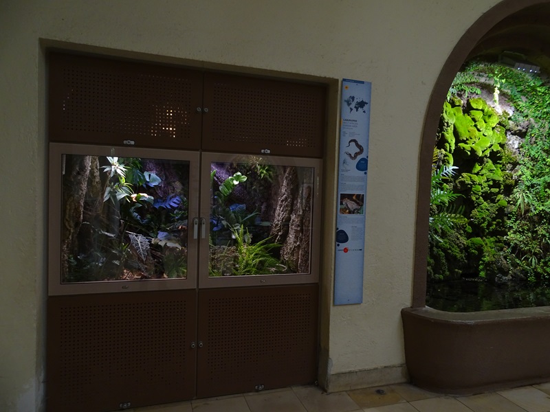 Terrarium for Gaboon viper