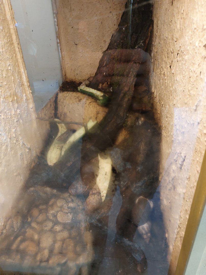 Terrarium for giant african snails (Lissachatina fulica)