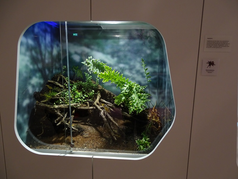 Terrarium for Goliath birdeater