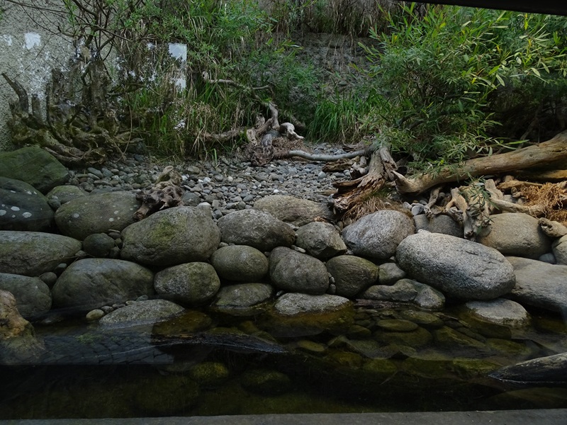 Terrarium for grass snake and dice snake