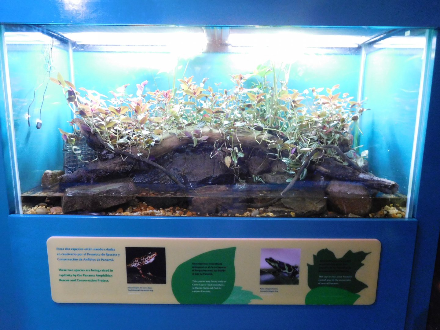 Terrarium for harlequin frogs (Atelopus limosus and A. certus)