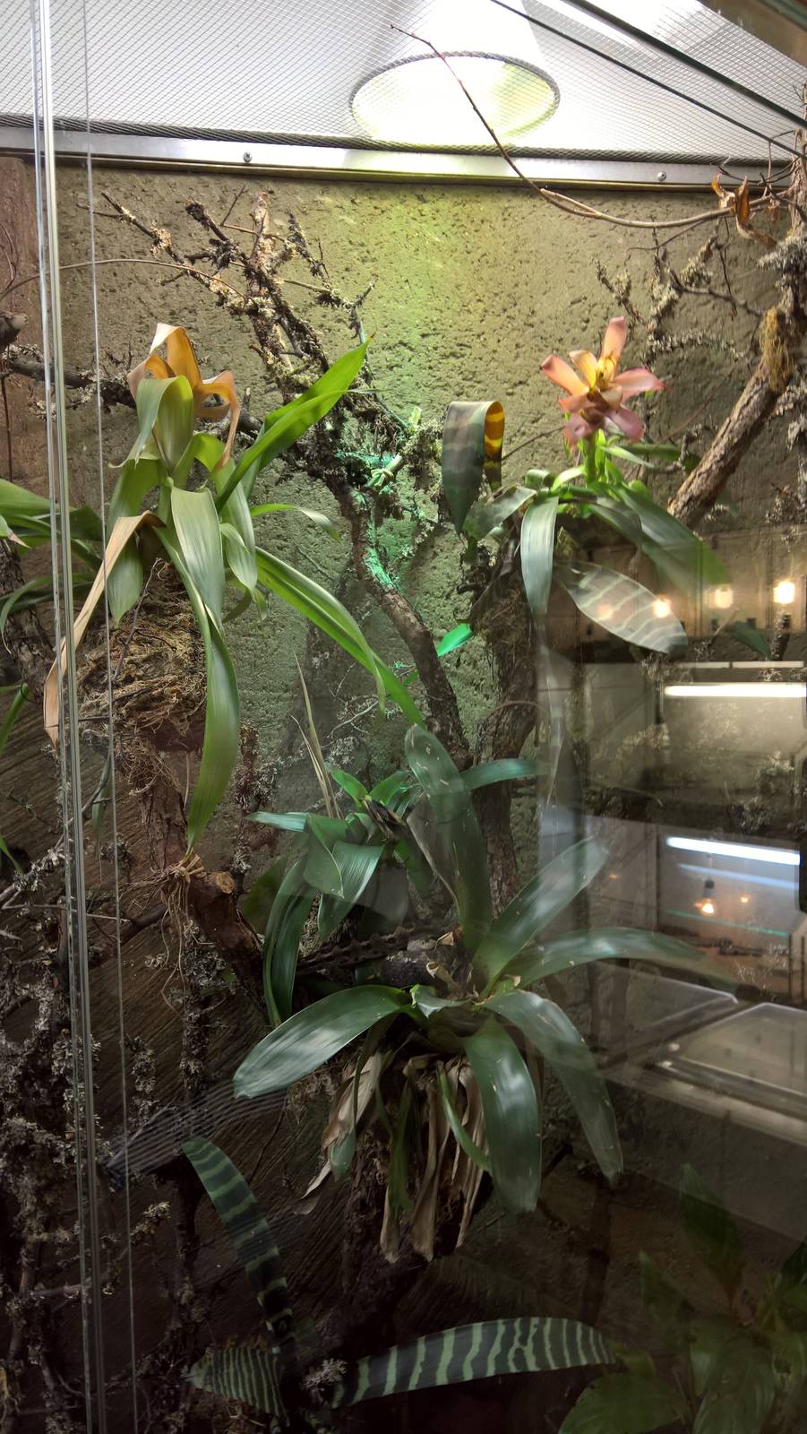 Terrarium for Honduras montane pitviper and Eyelash viper