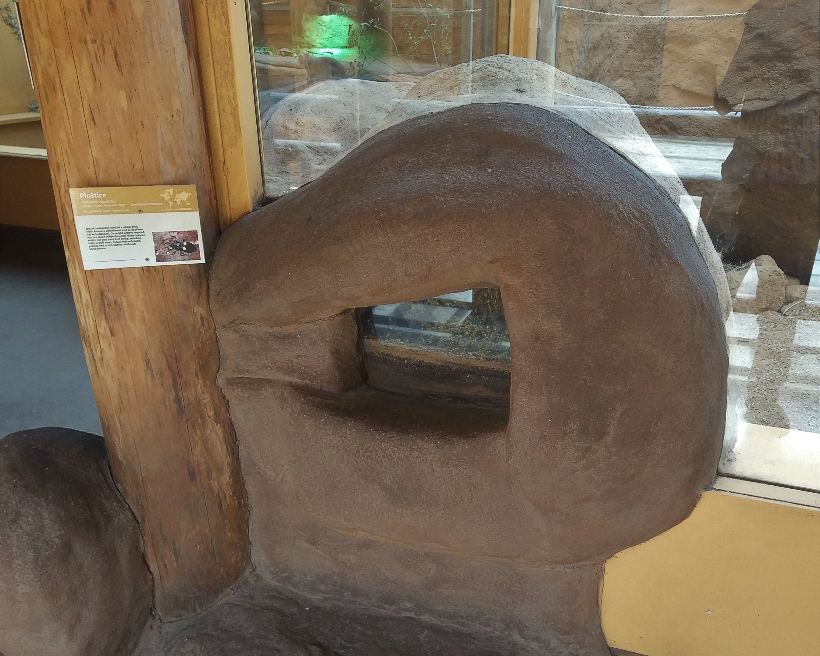Terrarium for insects embedded into Hyrax Exhibit