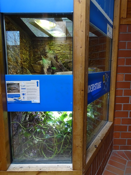 Terrarium for juvenile giant ameiva (top) (07/22)