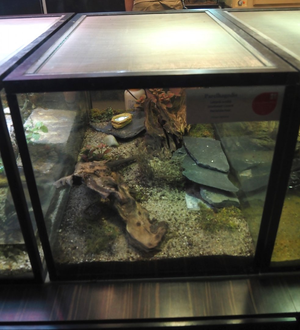 Terrarium for juvenile Ocellated lizards in the reptile house nursery, 2025-07-21