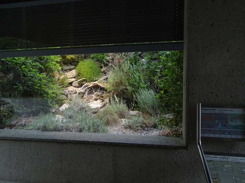 Terrarium for ladder snake