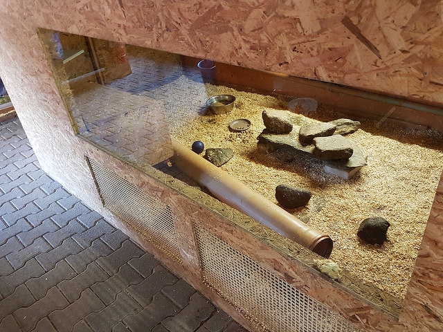 Terrarium for lesser grison