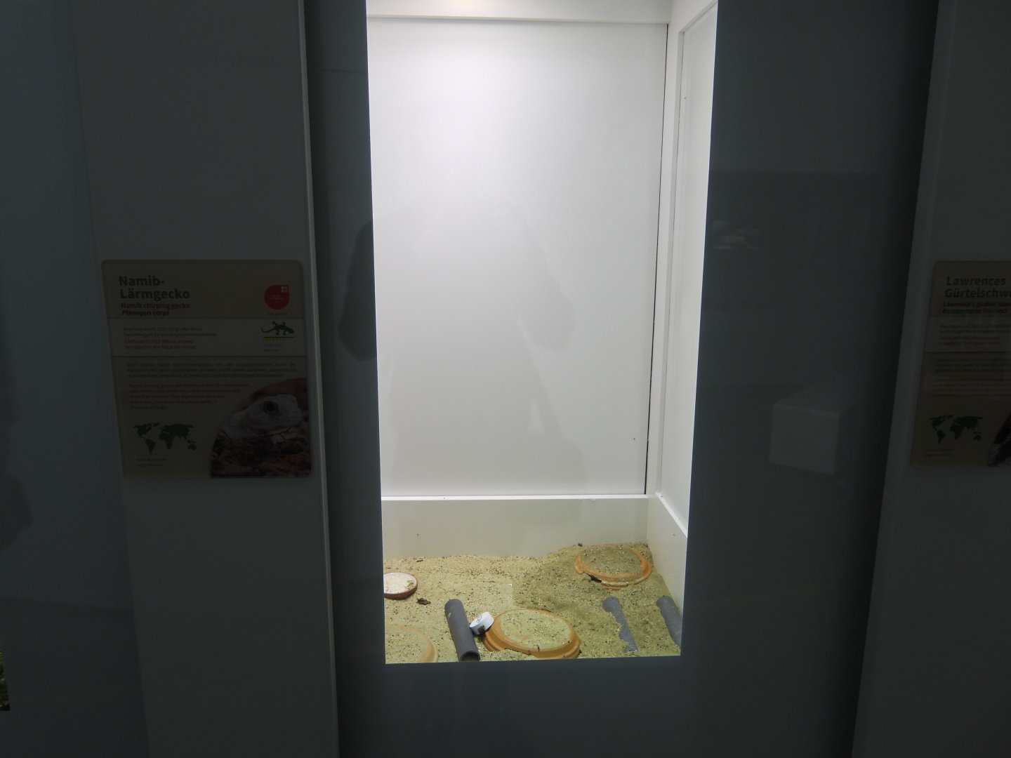 Terrarium for Namib chirping gecko (Ptenopus carpi) at the Artenschutz house