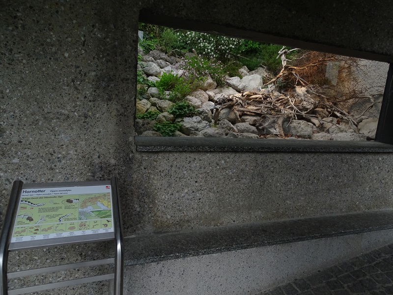 Terrarium for nose-horned viper