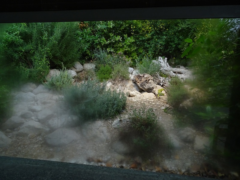 Terrarium for ocellated lizard