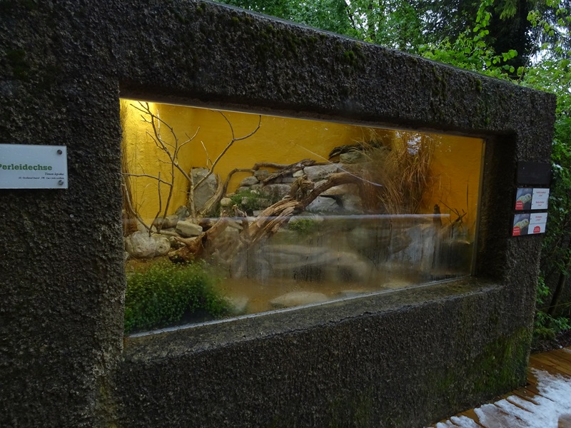 Terrarium for ocellated lizards