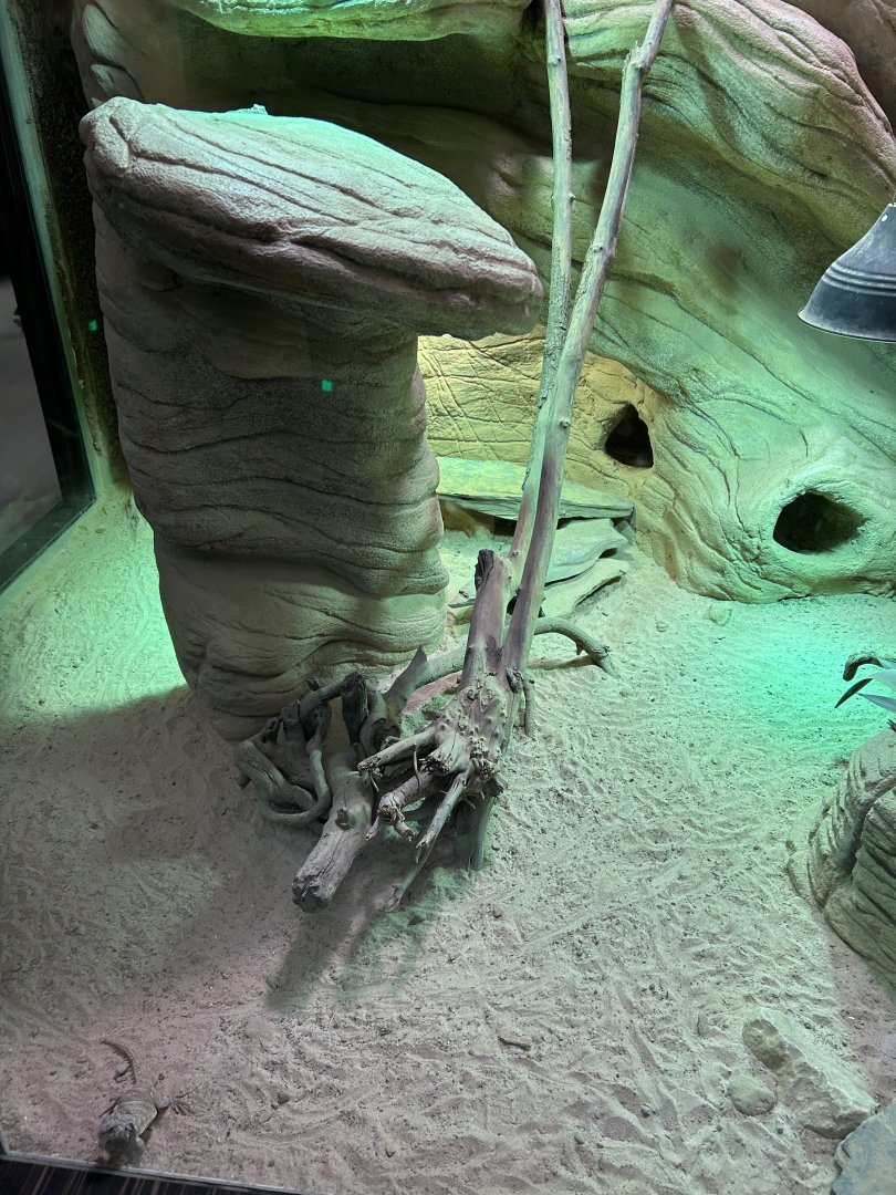 Terrarium for Ornate mastigure, Sudan plated lizard and Berber skink