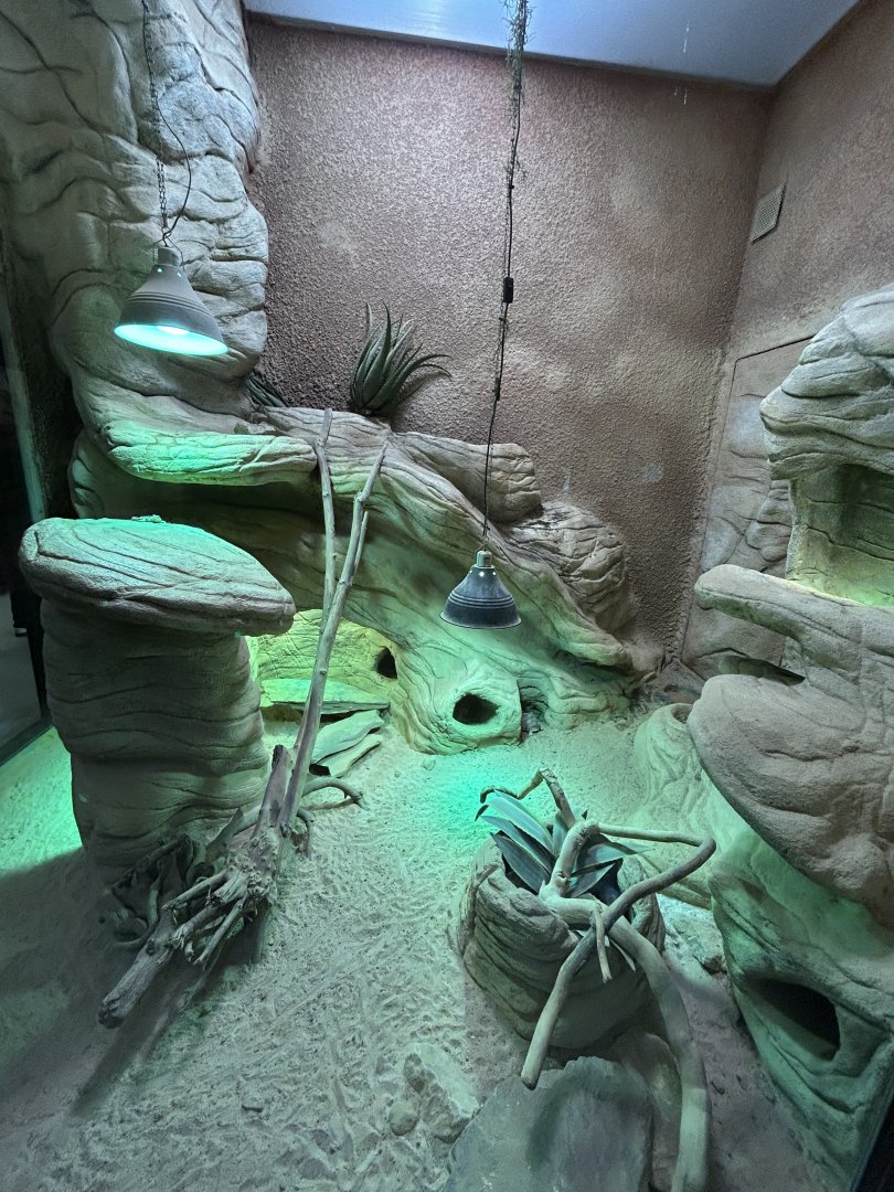 Terrarium for Ornate mastigure, Sudan plated lizard and Berber skink